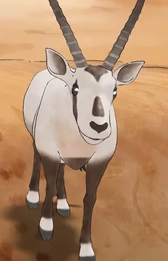 Аравийский орикс (Самец)